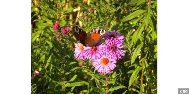 Schmetterling auf Nektarsuche