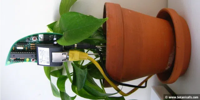 Lasst Pflanzen sprechen: „Ich brauche Wasser“ meldet sich das Grünzeug per Twitter-Status auf Ihrem Smartphone - und bedankt sich, wenn Sie der Bitte nachkommen. Das Arduino-Projekt auf ATmega328-Basis können Sie als Komplett-Kit kaufen.