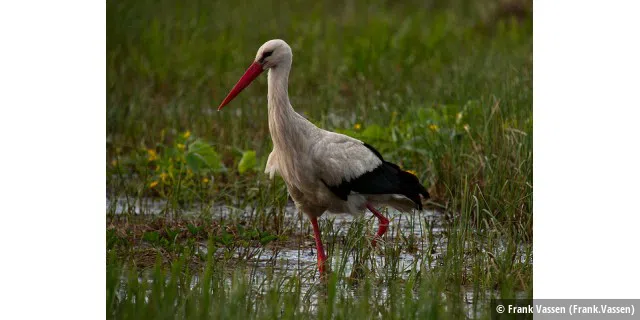 White Stork (Ciconia ciconia), M?cichy, Poland