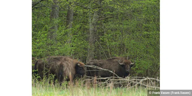 European Bison (Bison bonasus), Teremiski, Bia³owie¿a Forest, Poland