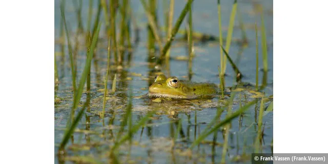 Green Frog, Laskowiec-Zajki meadows, Poland