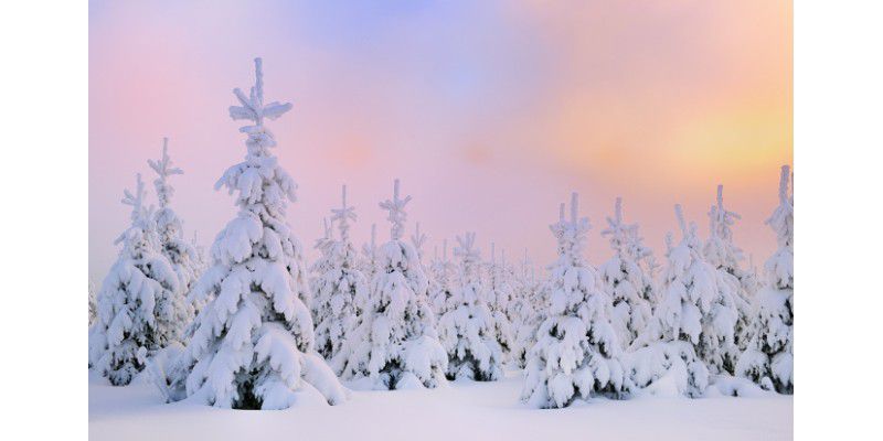 Winterbilder Tiere Als Hintergrundbild : Bilder Von ...