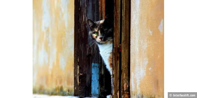 Venetian Cat