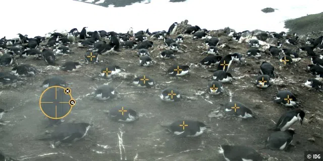 Teilweise sind soviele Pinguine auf dem Bild das man schnell die Übersicht verlieren kann.