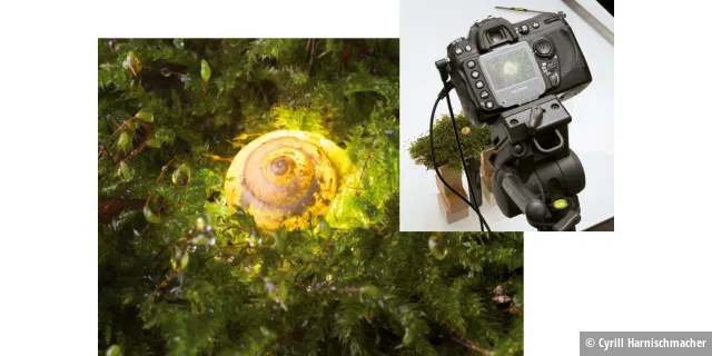 Mit einem kleinen, selbstgebauten Gerüst, einer LED-Taschenlampe und ein bisschen Moos lässt sich ein golden leuchtendes Schneckenhaus schießen.