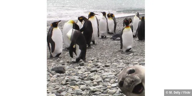 Seal Photobomb