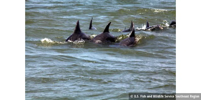 Dolphins in the Gulf