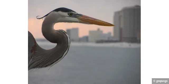 Gulf Shores Heron