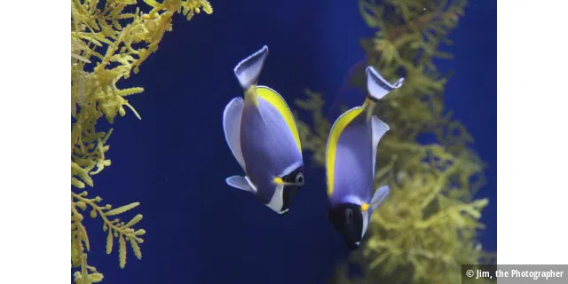 Adventure Aquarium Marine Tropical Fish