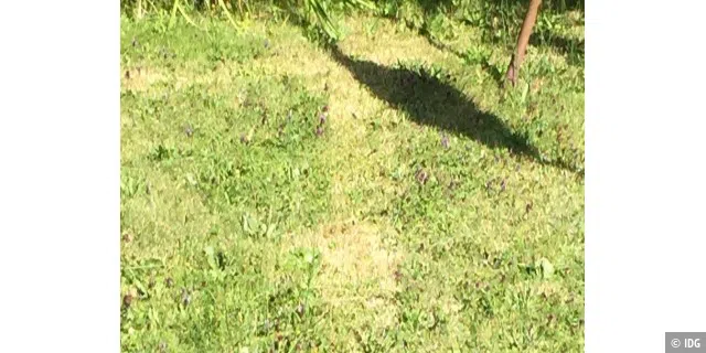 In der Mitte die Spur, die der Sileno mit 2 cm Länge gemäht hat. Das ist die niedrigste Einstellung beim Gardena Smart Sileno. Daneben wurde das Gras mit 4 cm gemäht.
