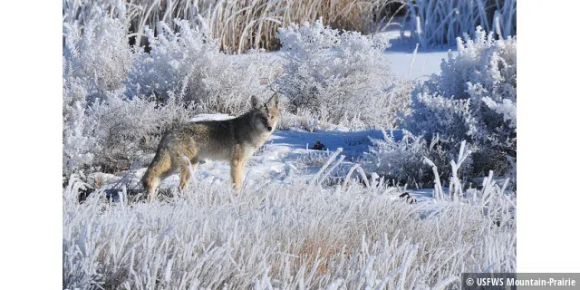 Coyote in hoar frost on Seedskadee NWR