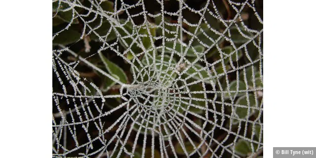 Frosted web