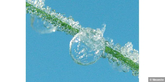 Frozen Bubble close-up